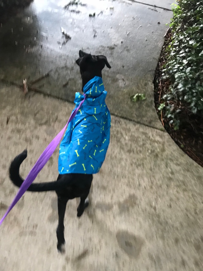 raincoat 2